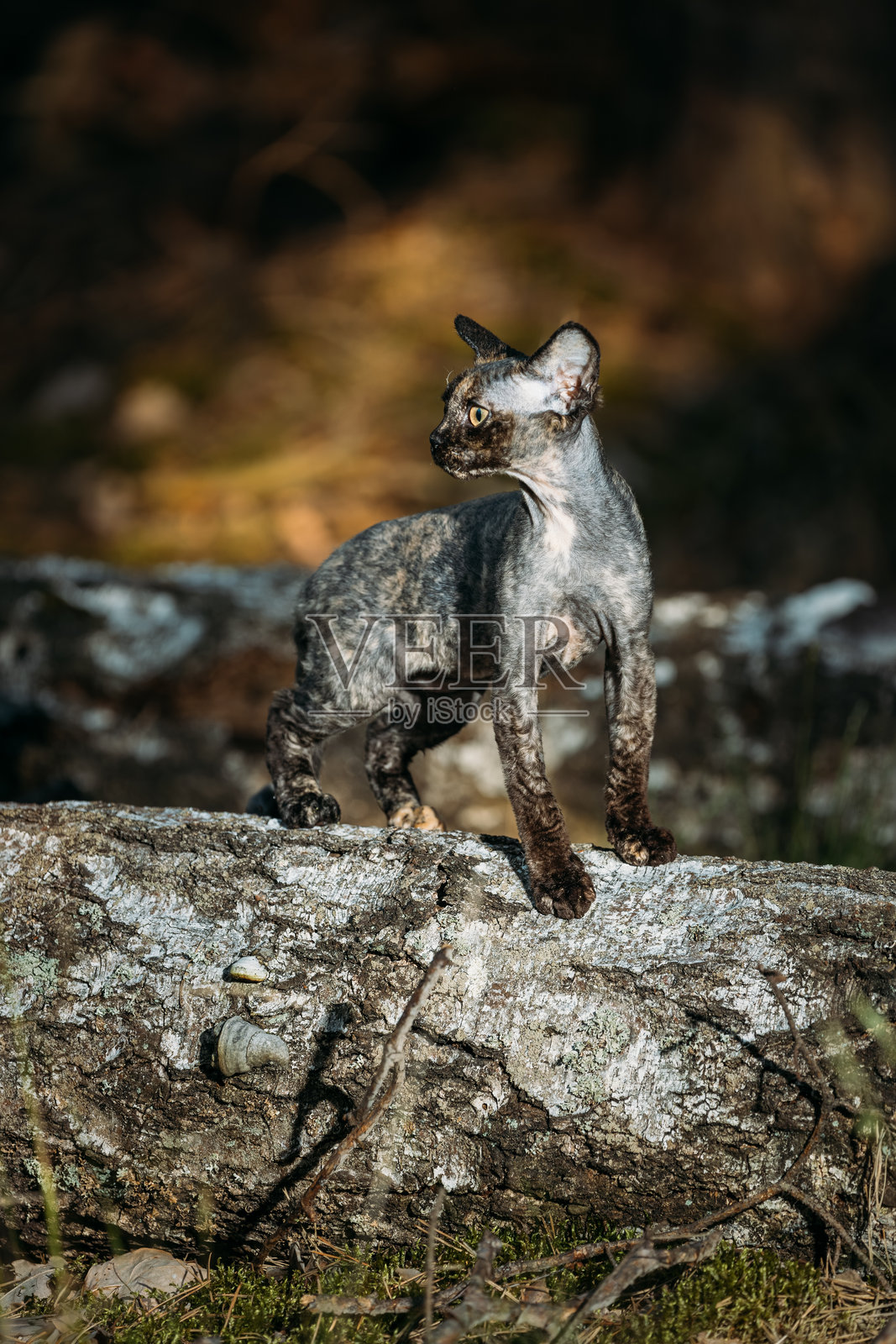 可爱、有趣、好奇的灰色德文雷克斯猫坐在森林、花园中倒下的树干上。温顺的德文雷克斯猫，奶油色皮毛。猫的肖像照片摄影图片