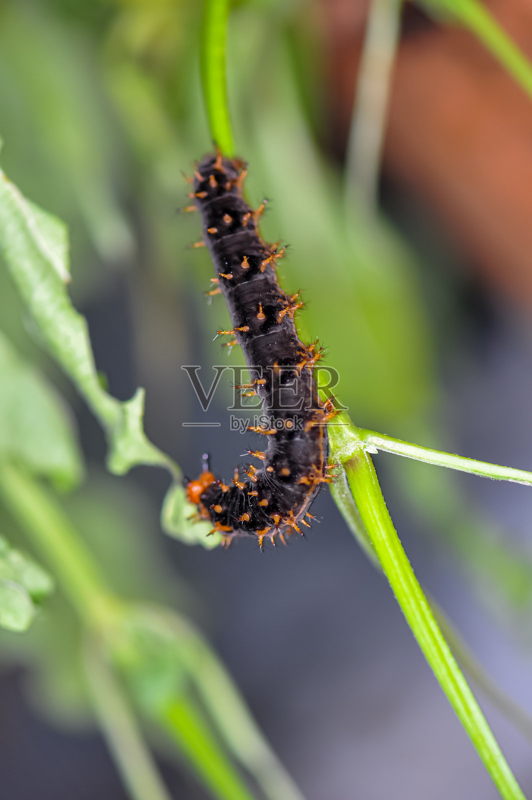 一个大的黑色毛毛虫的微距照片照片摄影图片