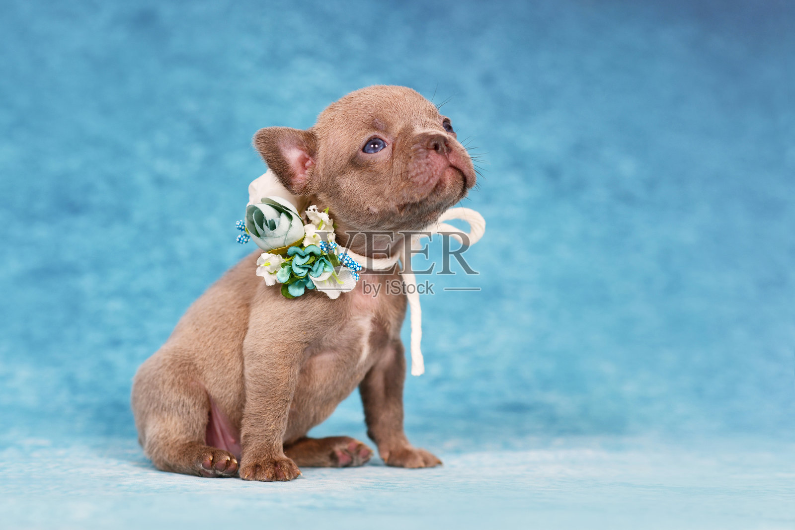 纯种淡紫色斑纹法国斗牛犬幼犬，有健康的长鼻子照片摄影图片