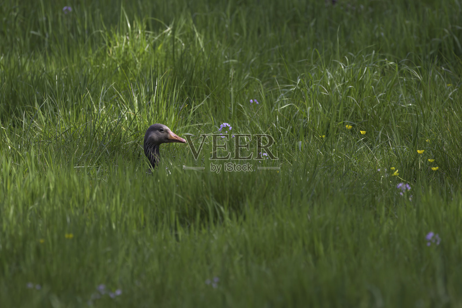 灰鹅躲在草丛里照片摄影图片