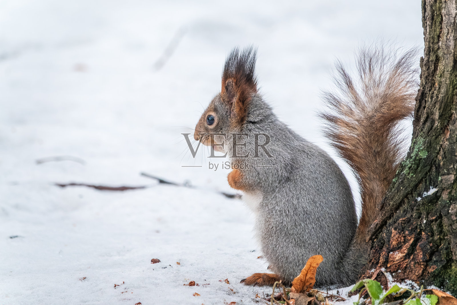 一只松鼠在冬天的肖像在白色的雪背景照片摄影图片