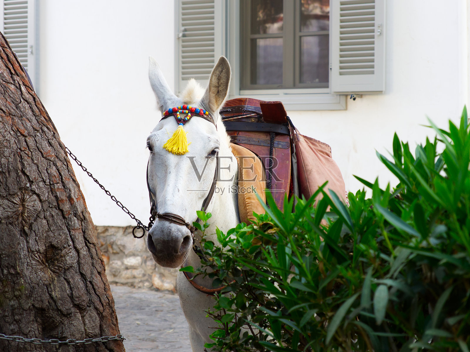 九头蛇岛上的骡子特写照片摄影图片