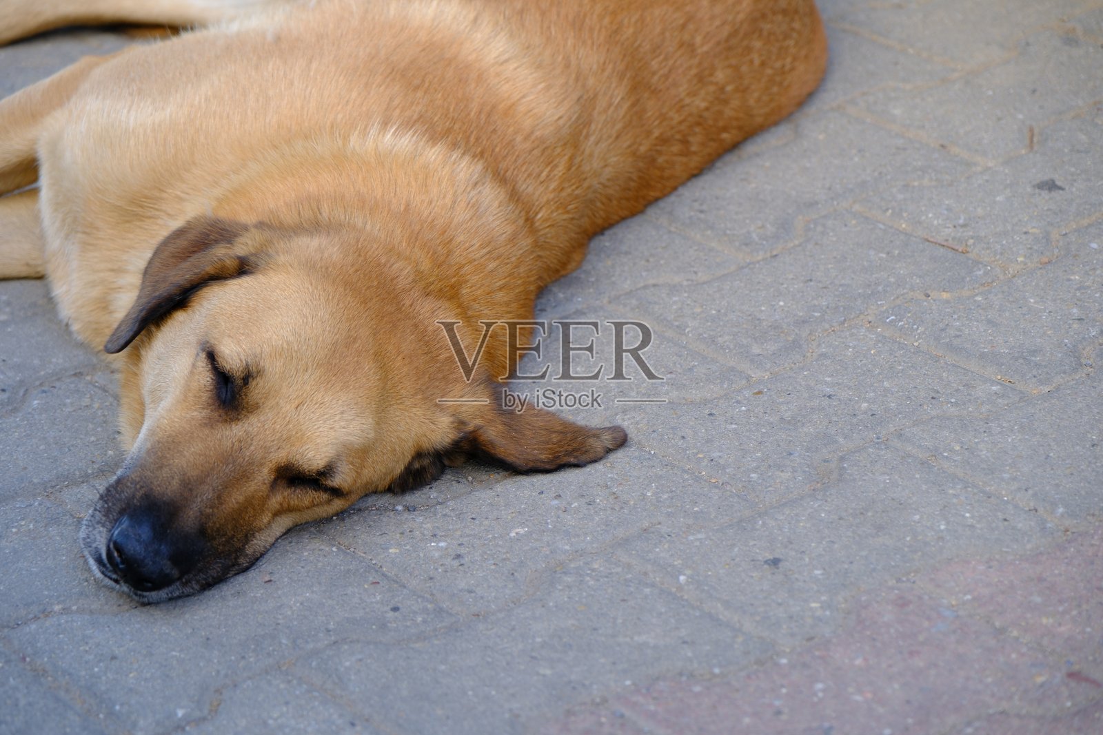 流浪狗睡在人行道上照片摄影图片