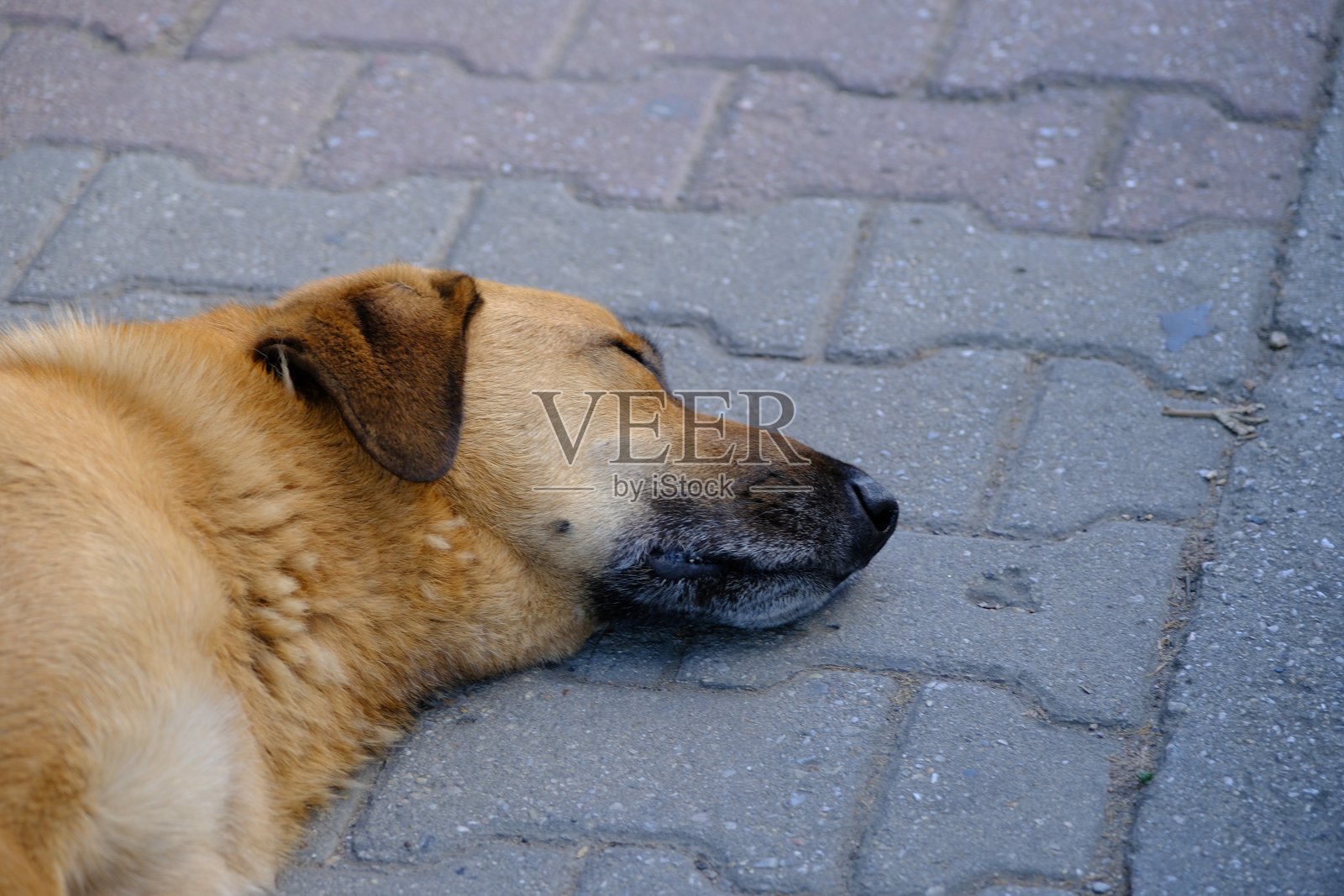 流浪狗睡在人行道上照片摄影图片