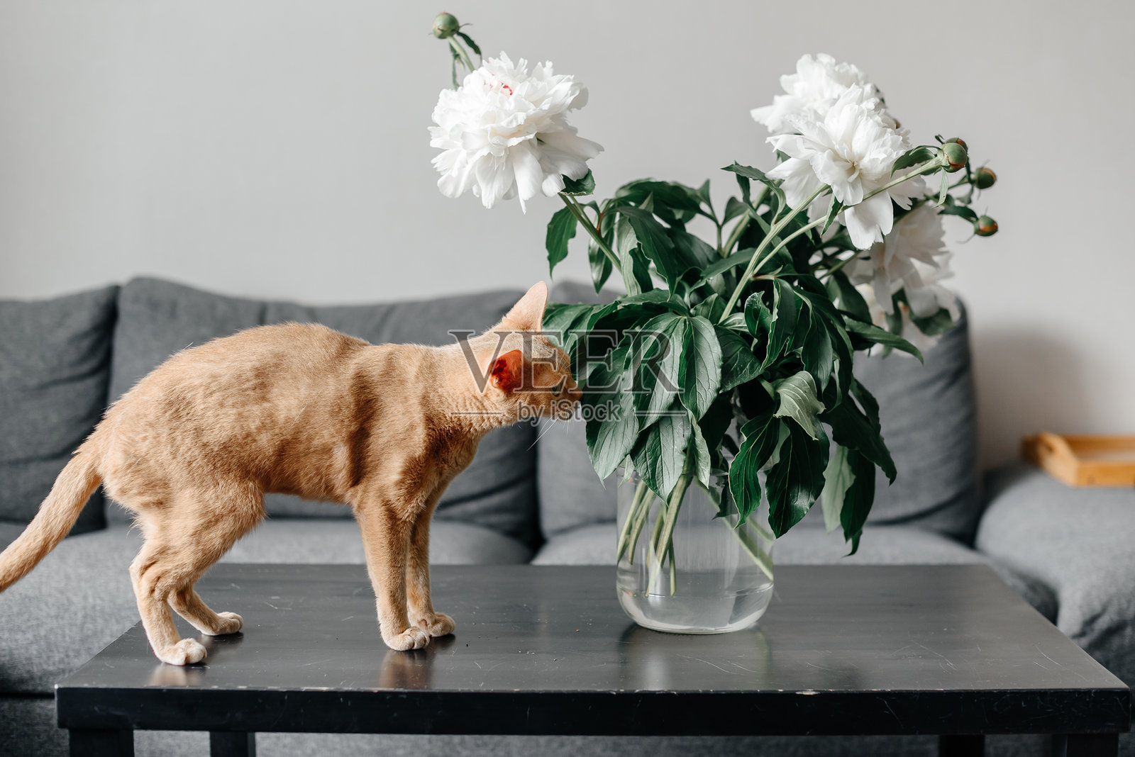 姜黄色的阿比西尼亚猫站在现代舒适厨房的桌子上，闻着鲜花，纯种猫，宠物护理理念照片摄影图片
