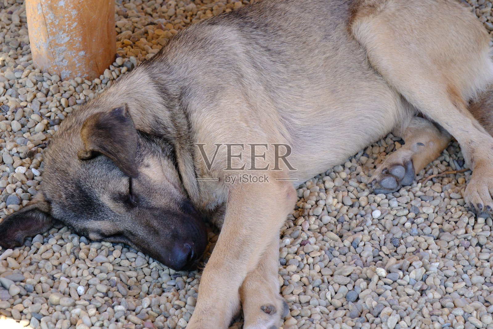 一只流浪狗，热得浑身发汗，正在睡觉照片摄影图片