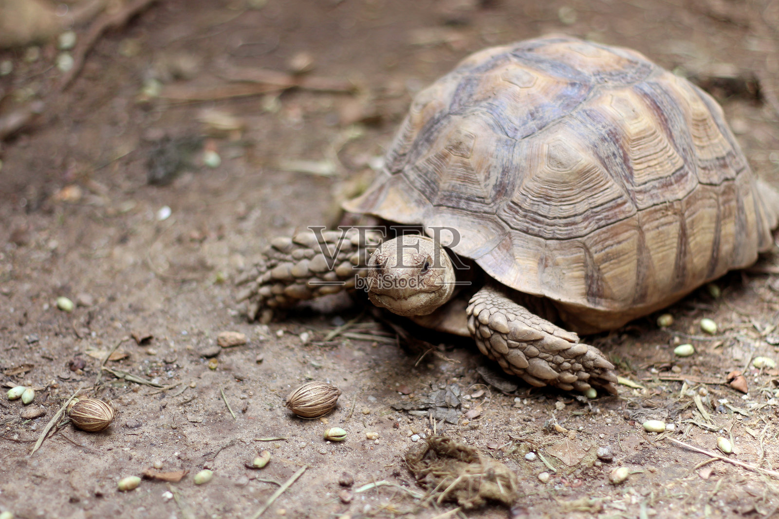 非洲苏卡塔龟的自然栖息地，近距离非洲刺龟休息，可爱的动物照片摄影图片