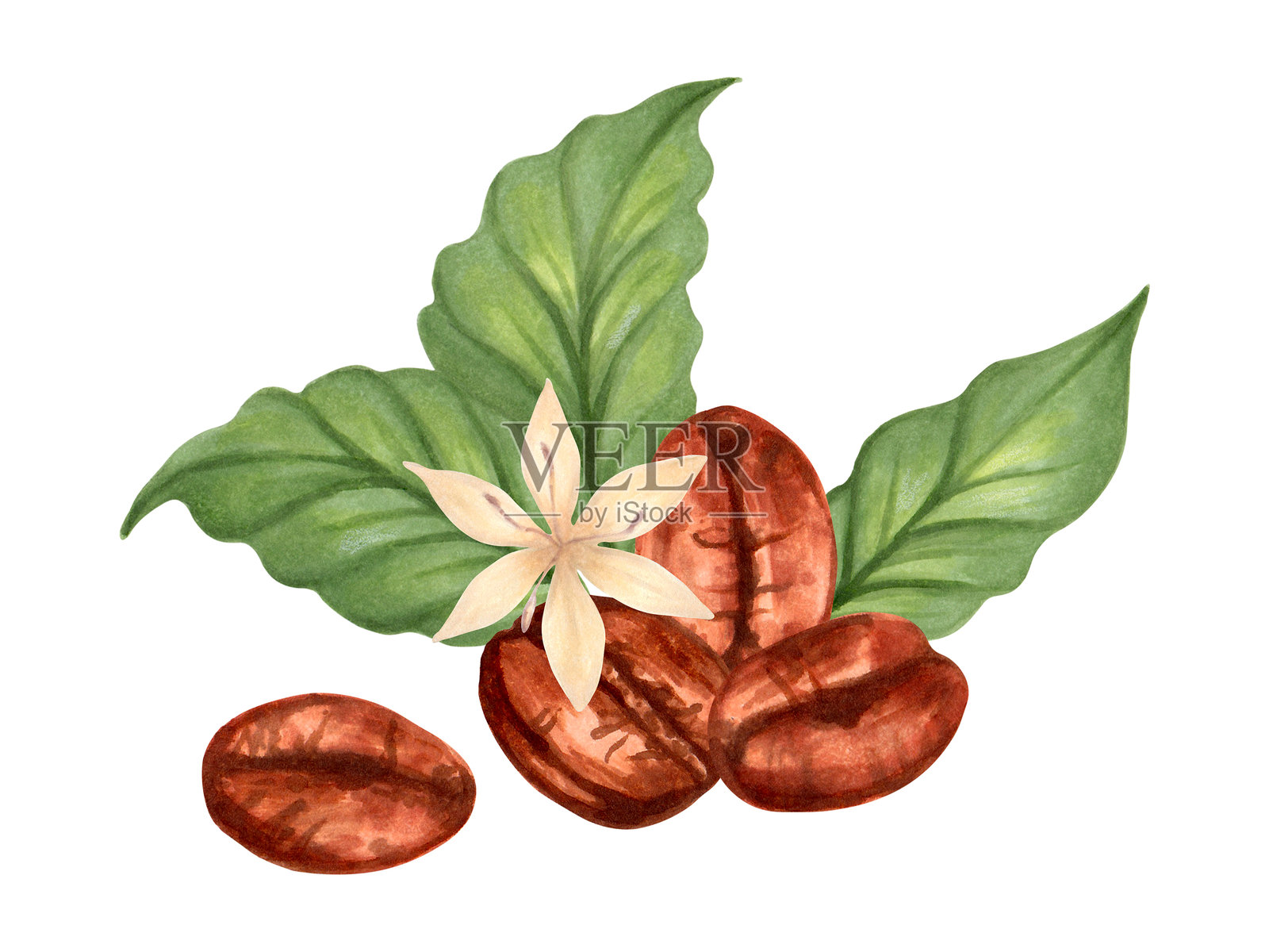 咖啡豆的组成，带有叶子和花朵。罗布斯塔和阿拉比卡品种的剪贴画。水彩和马克笔插图。手绘孤立艺术。咖啡日。生产，收获，含咖啡因的饮料。插画图片素材