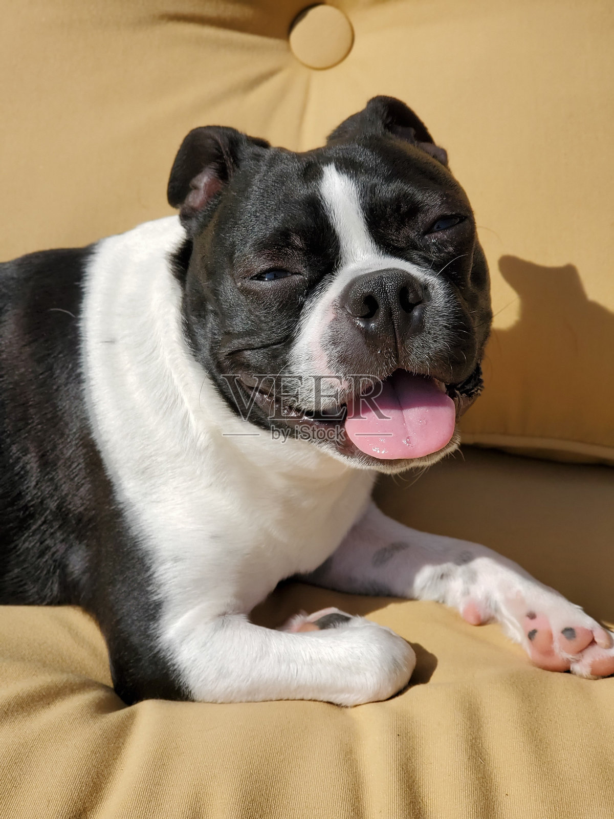 快乐的波士顿梗坐在沙发上笑着伸出舌头照片摄影图片