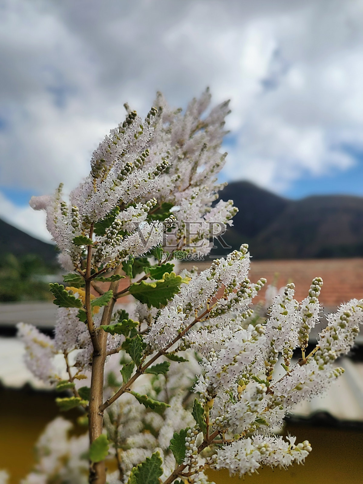 没药花照片摄影图片