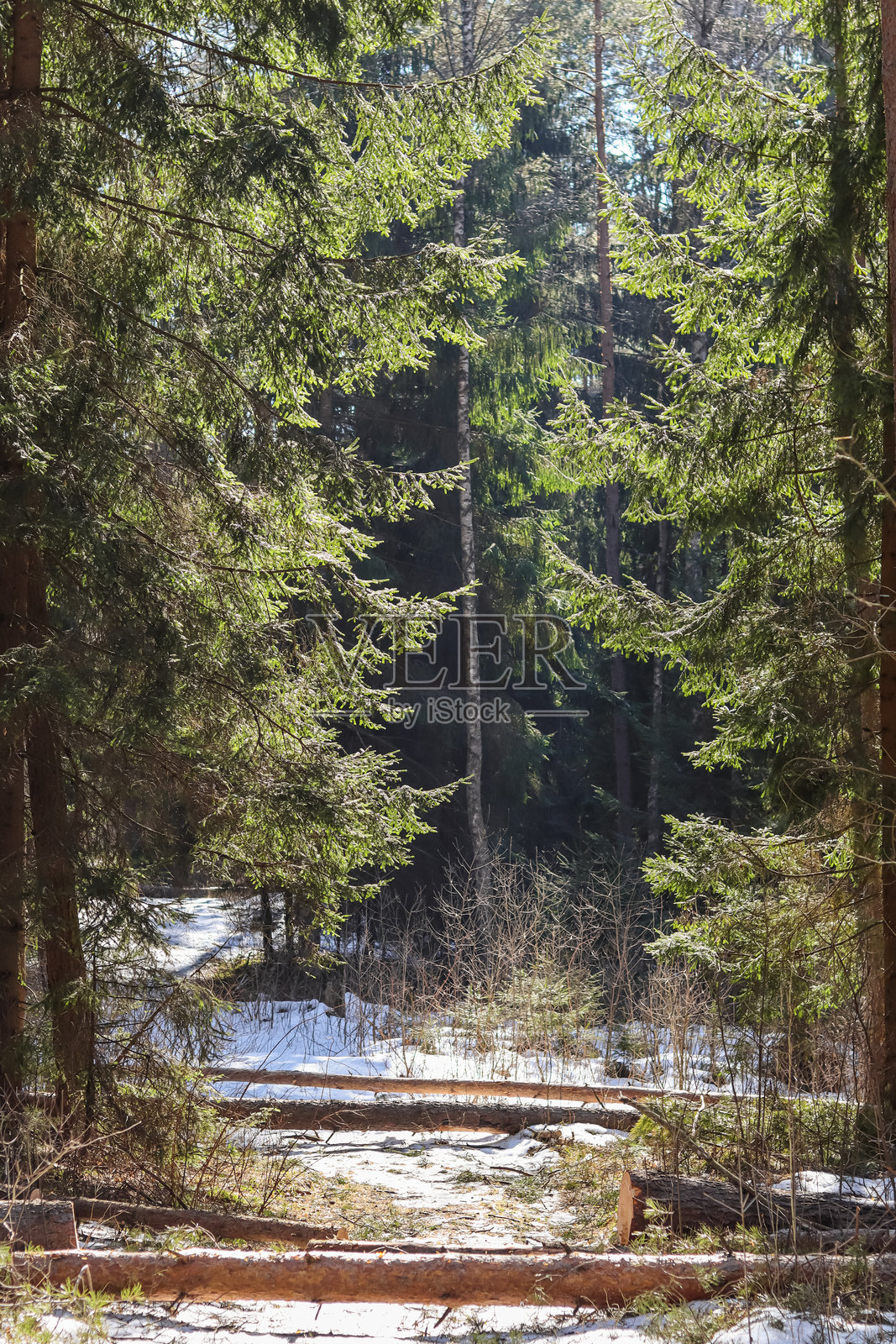 因冬季风暴倒在森林道路上的砍伐树干。照片摄影图片