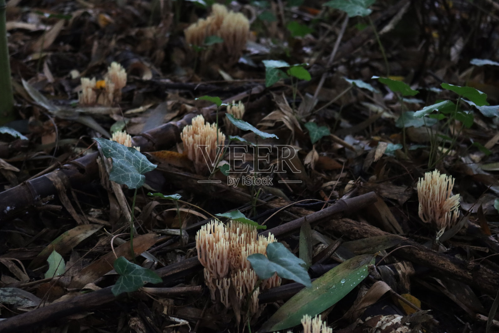 苍白的羊肚菌。森林地面上的蘑菇照片摄影图片