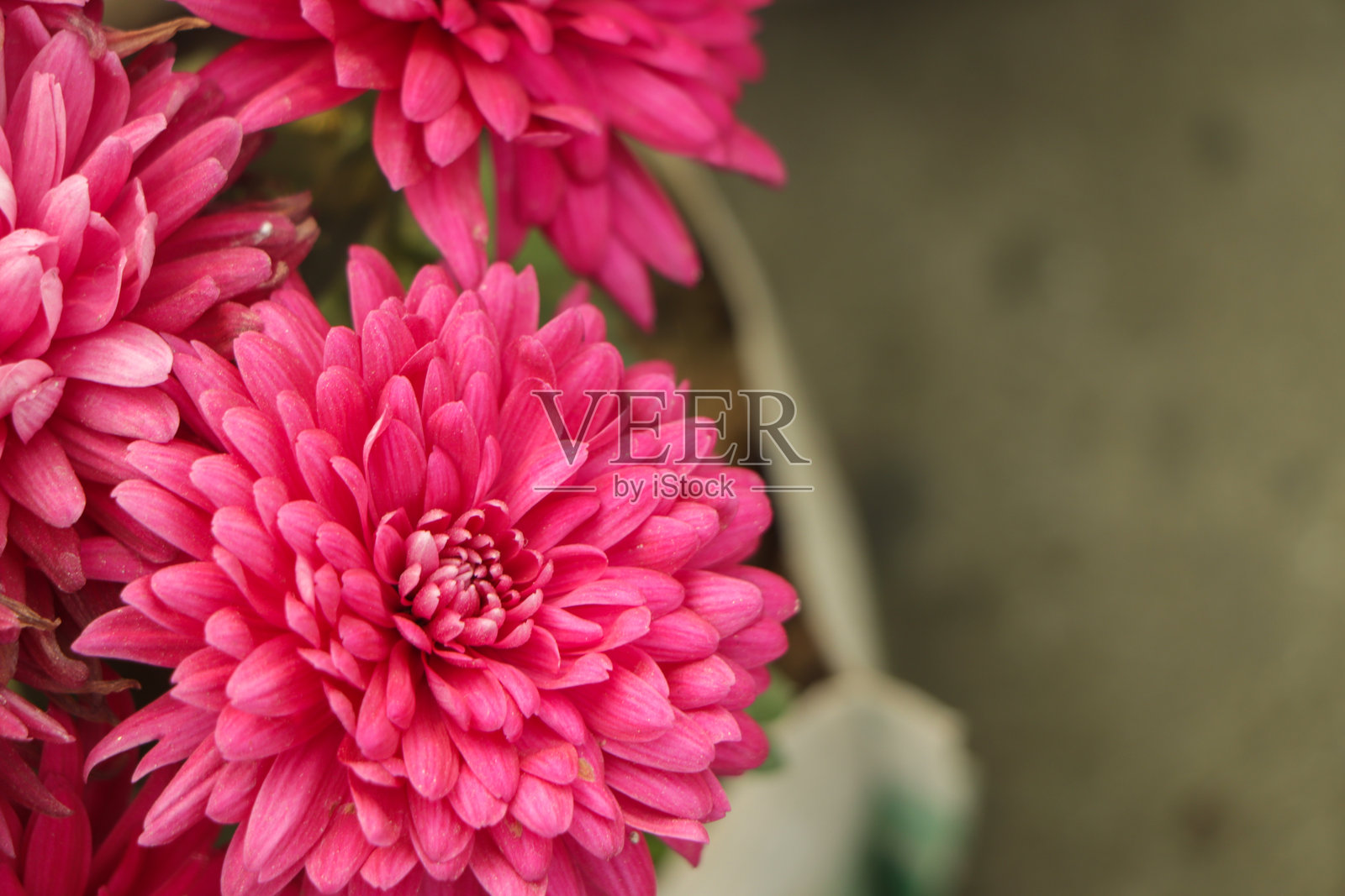 秋季花园中的粉色菊花。背景是许多小粉色菊花。美丽的秋季花卉背景。菊花在花园中盛开。照片摄影图片