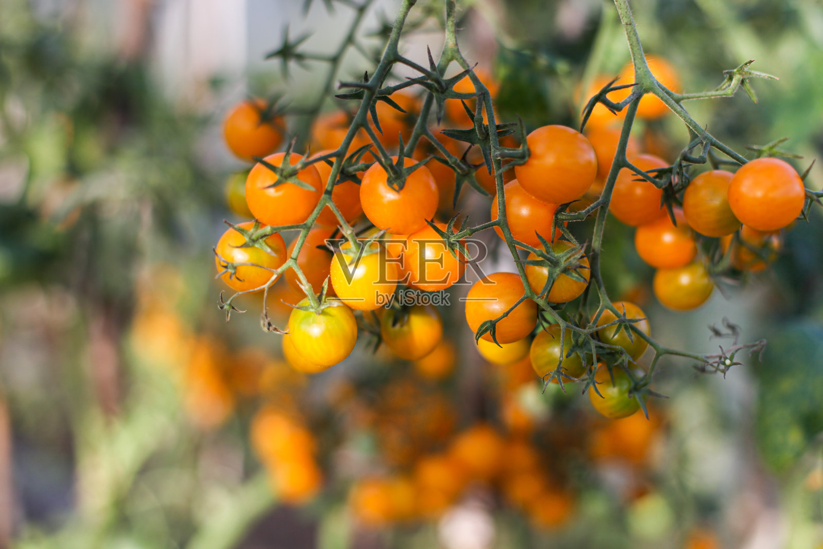 温室内一大枝黄色樱桃番茄的特写。照片摄影图片