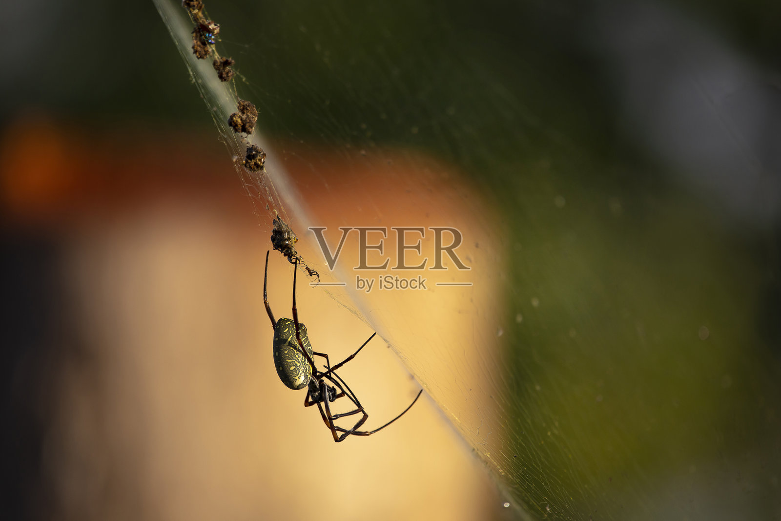 金色圆蛛在网中捕食一只苍蝇照片摄影图片