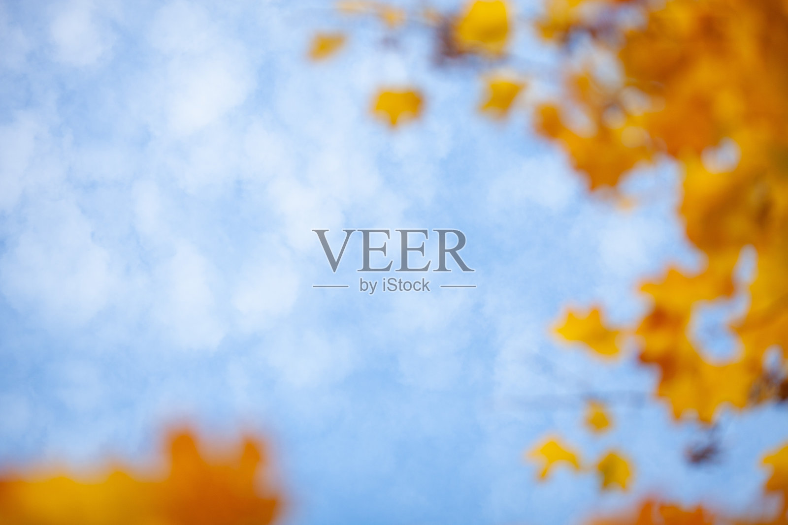 晴朗的蓝天，白云和模糊的秋季枫树枝叶。照片摄影图片