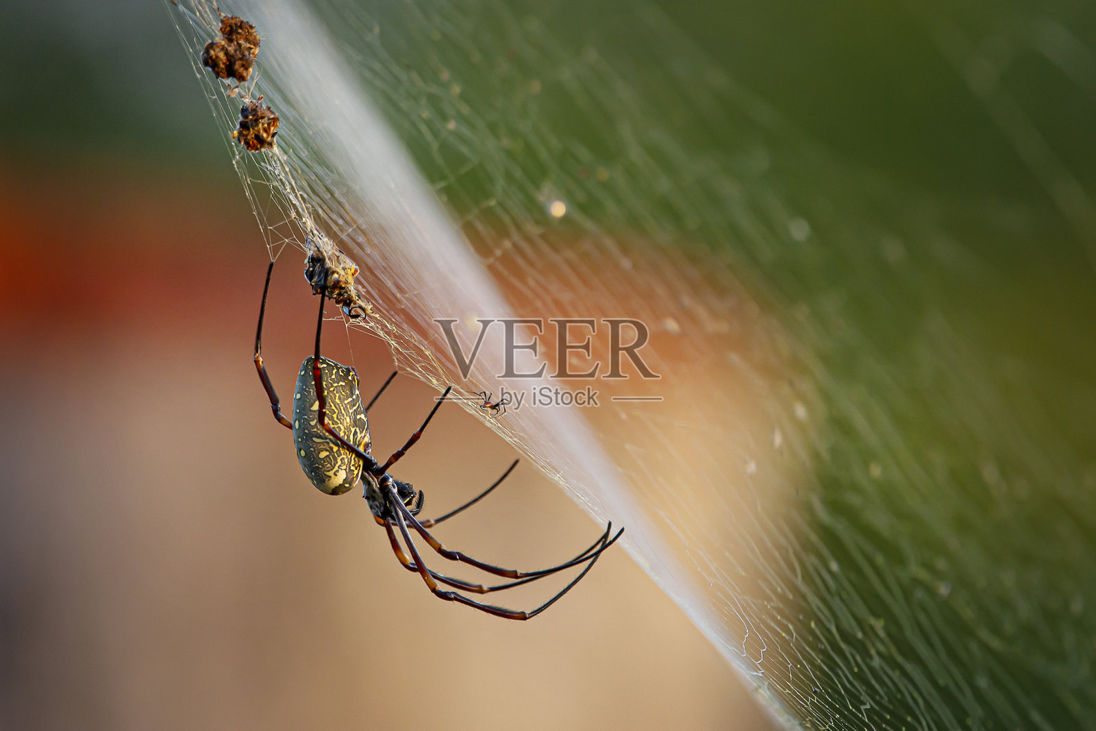 金色圆蛛在网中捕食一只苍蝇照片摄影图片