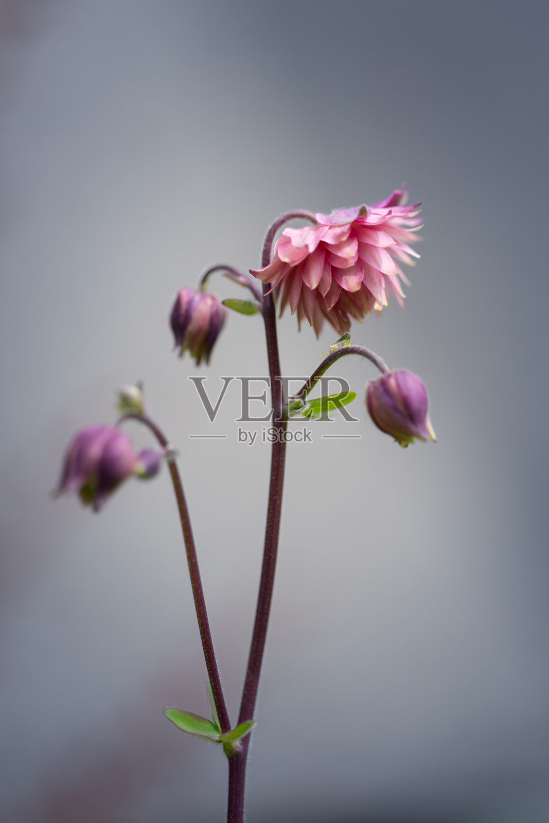 盛开的蓝钟花（Aquilegia vulgaris）的花朵照片摄影图片
