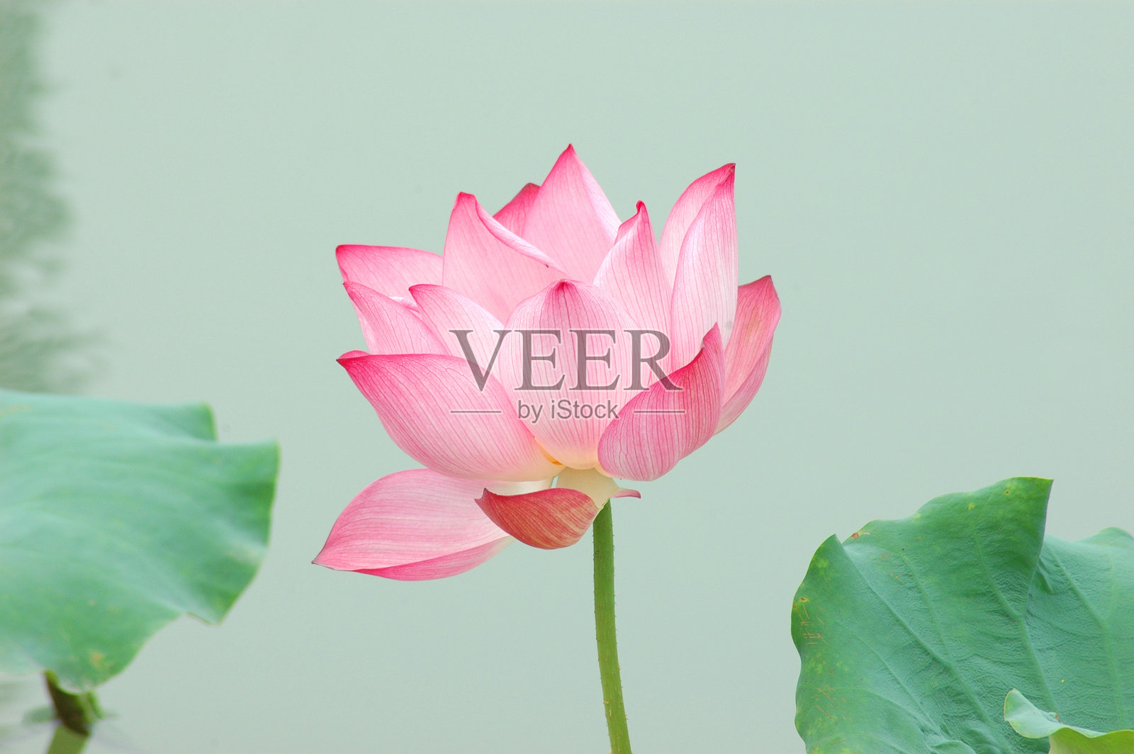 夏季池塘中盛开的莲花，背景是绿色的叶子照片摄影图片