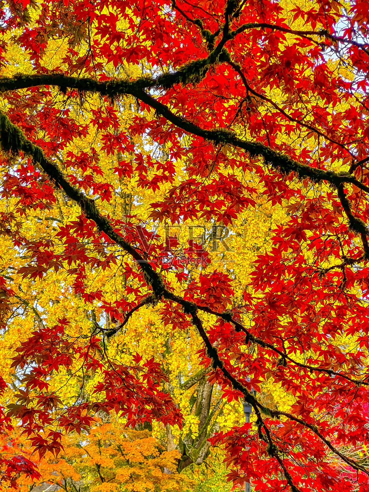 秋天的色彩 2照片摄影图片