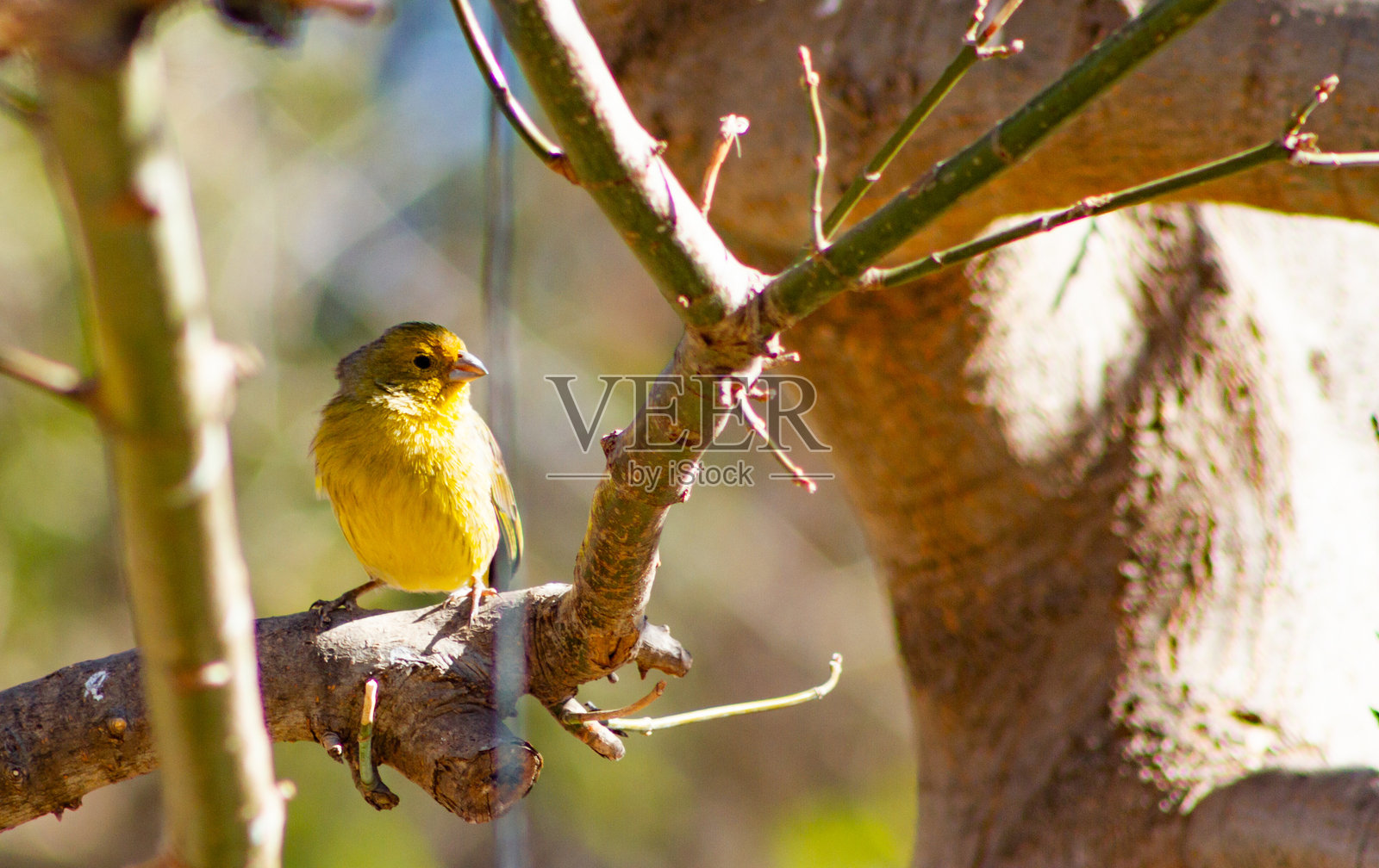 一只金色的金翅雀栖息在树枝上照片摄影图片