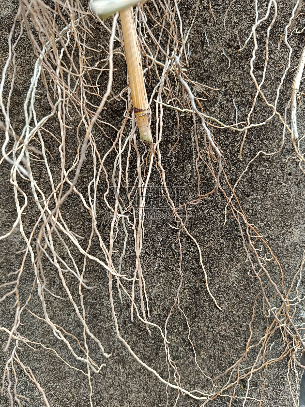 植物的干燥气生根特写图像照片摄影图片