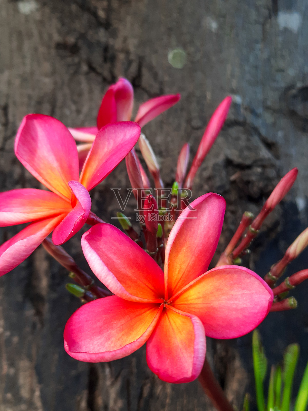 五彩缤纷的鸡蛋花在背景中照片摄影图片