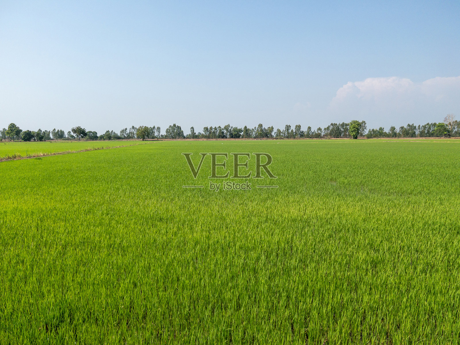 稻田的全景视图。照片摄影图片