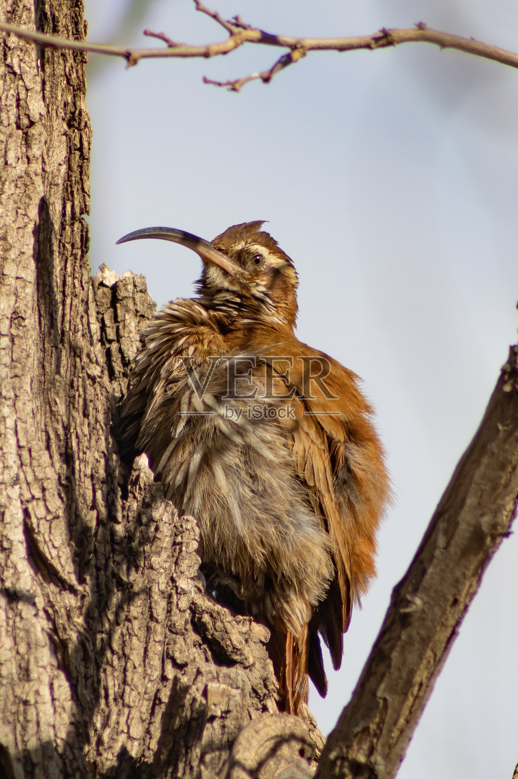 钦切罗树啄木鸟，南美洲的本土鸟类照片摄影图片