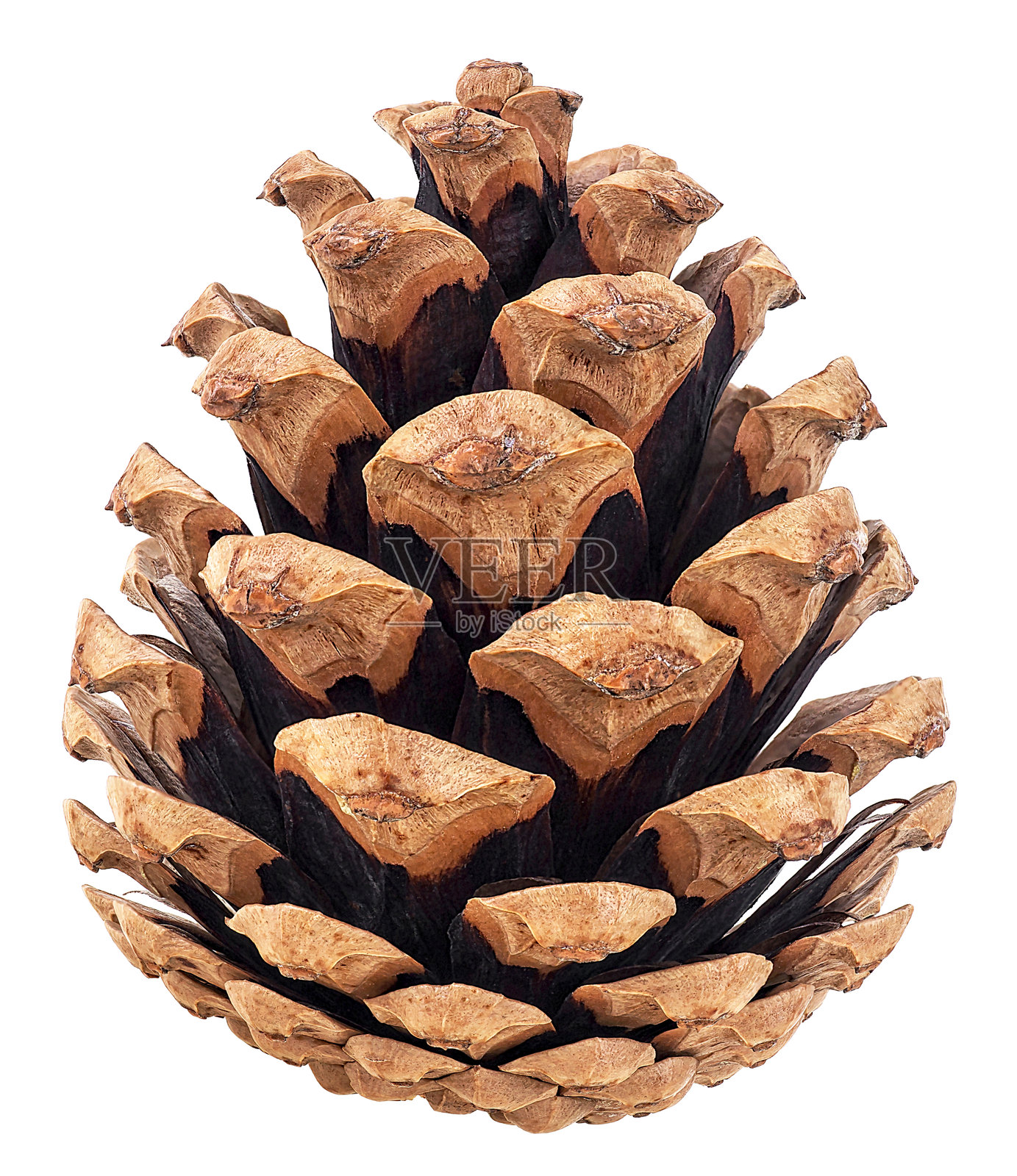 白色背景上的圣诞松果。单个棕色松果。照片摄影图片