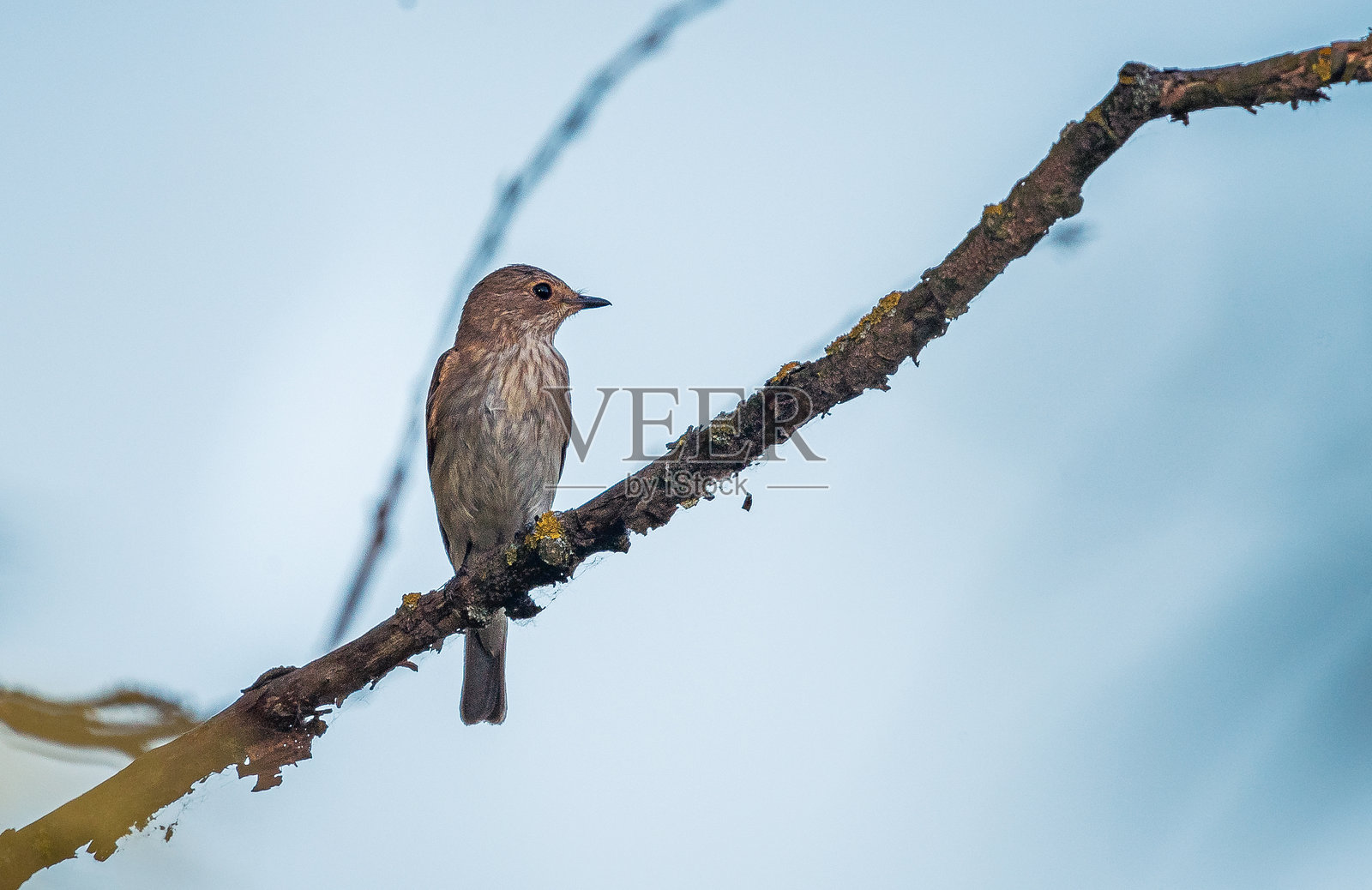 野生鸟类照片摄影图片