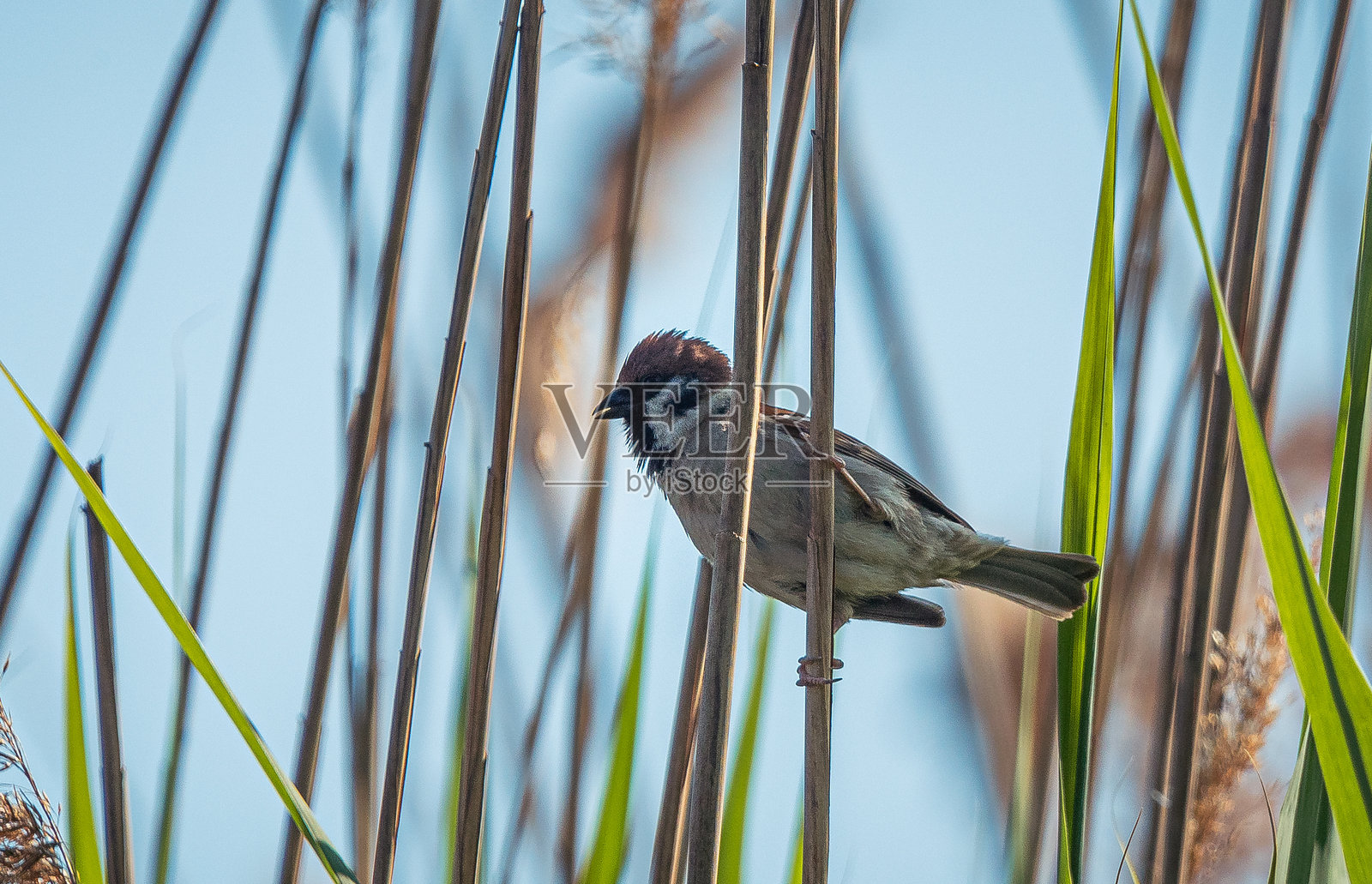 野生鸟类照片摄影图片