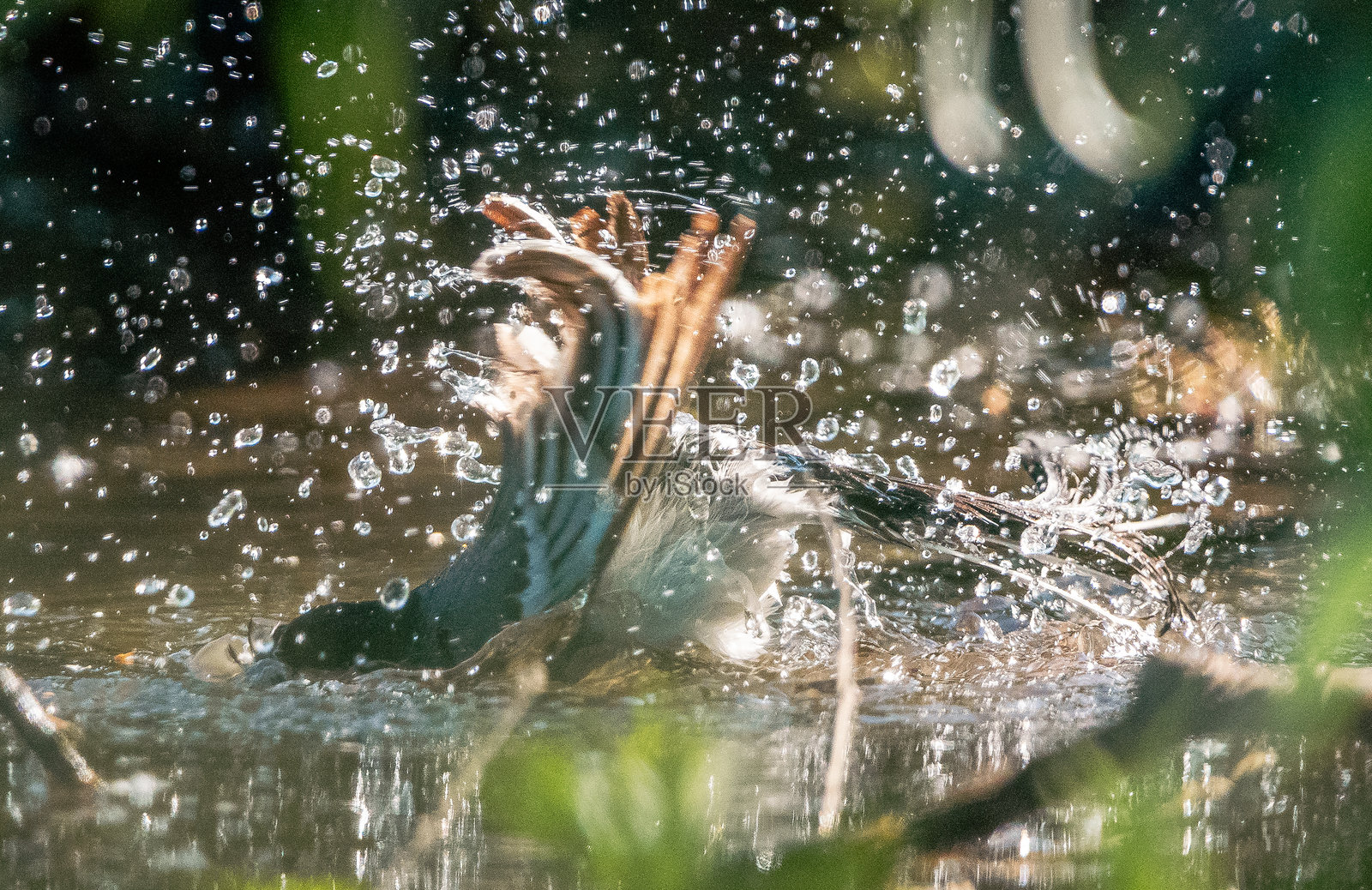 野生鸟类照片摄影图片