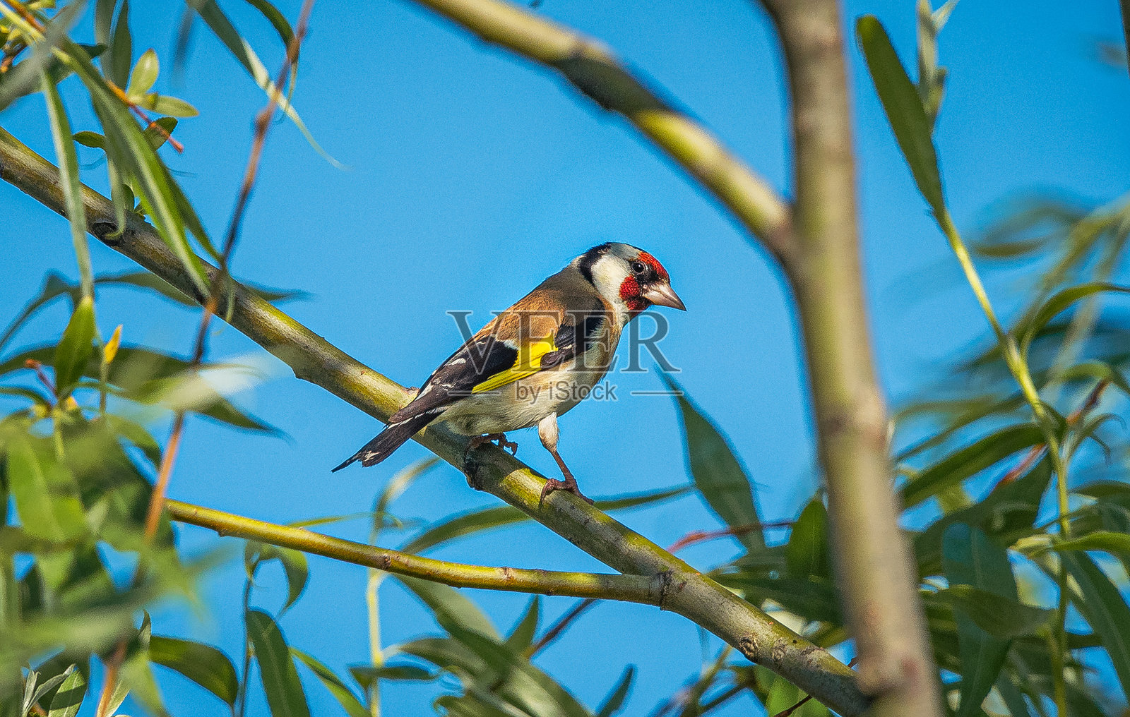 野生鸟类照片摄影图片