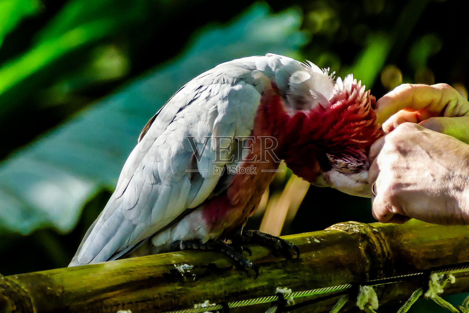 彩色热带鹦鹉照片摄影图片