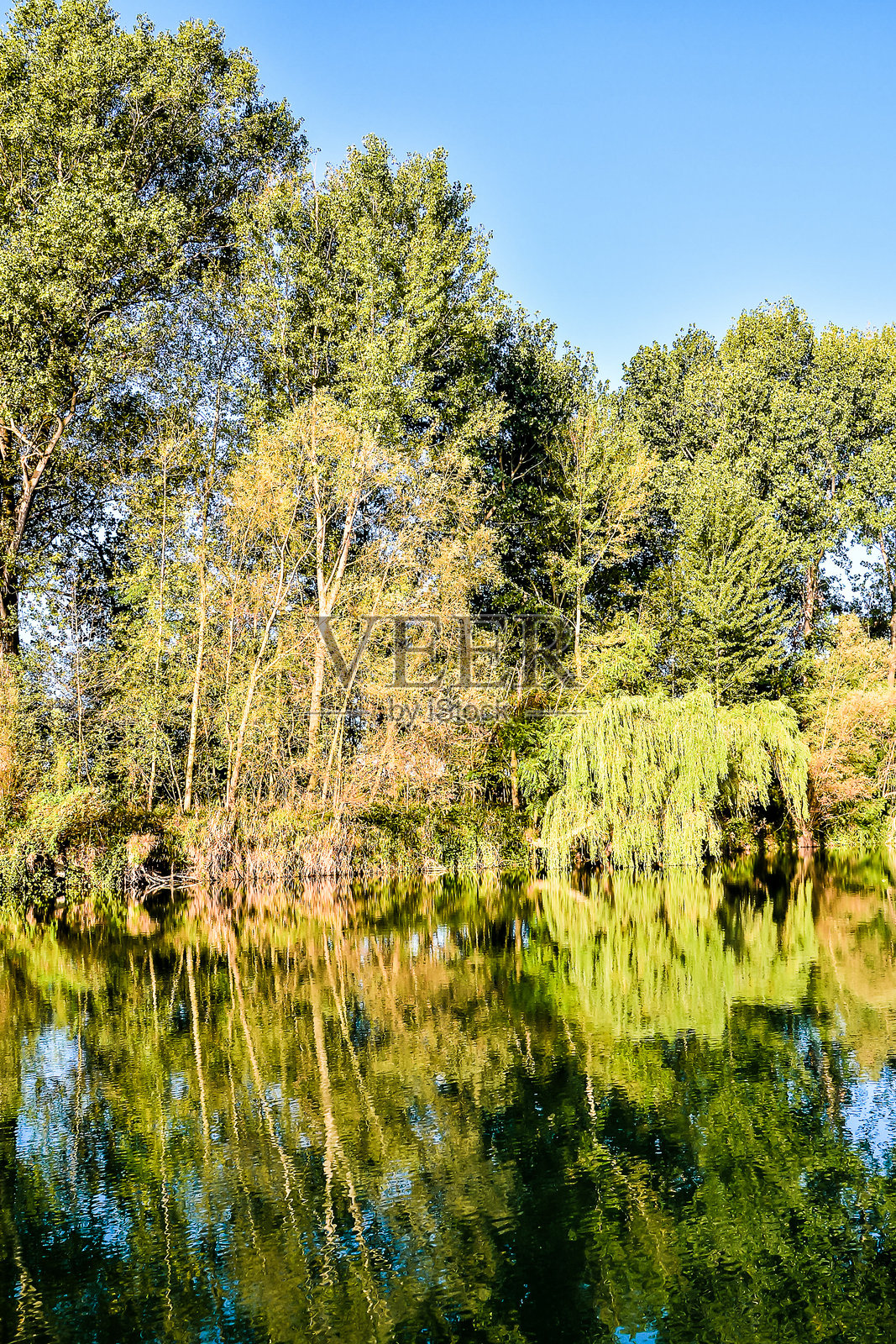 野生的布伦塔河照片摄影图片