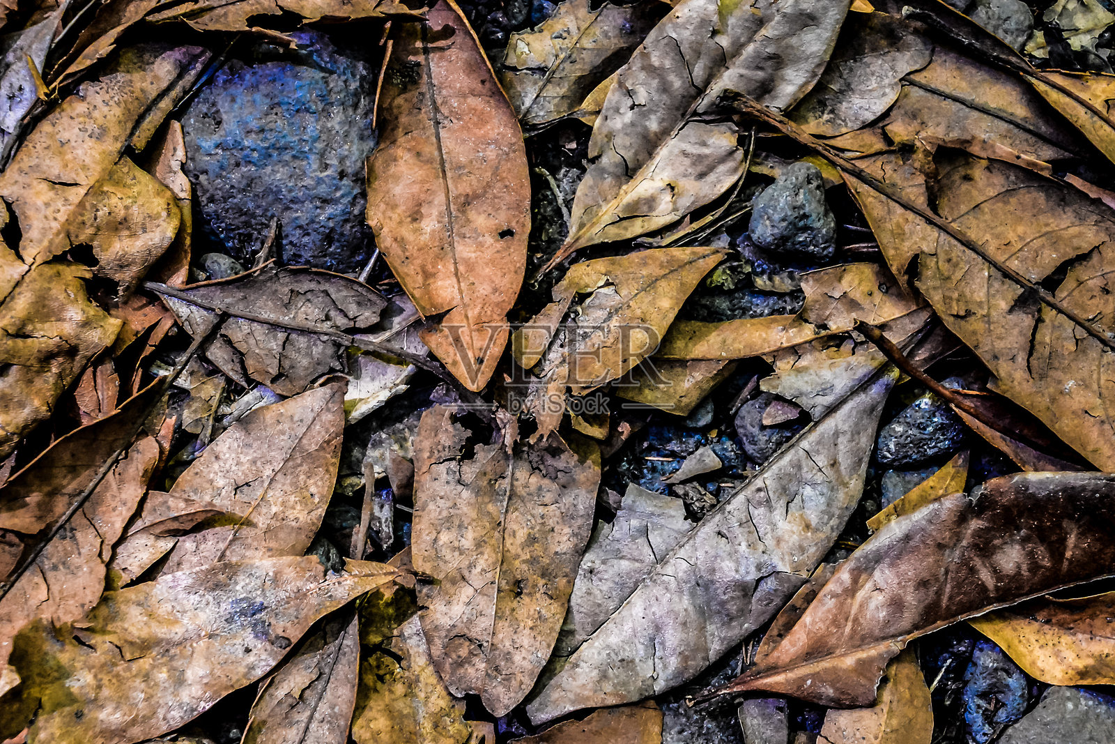 叶子背景纹理图案照片摄影图片