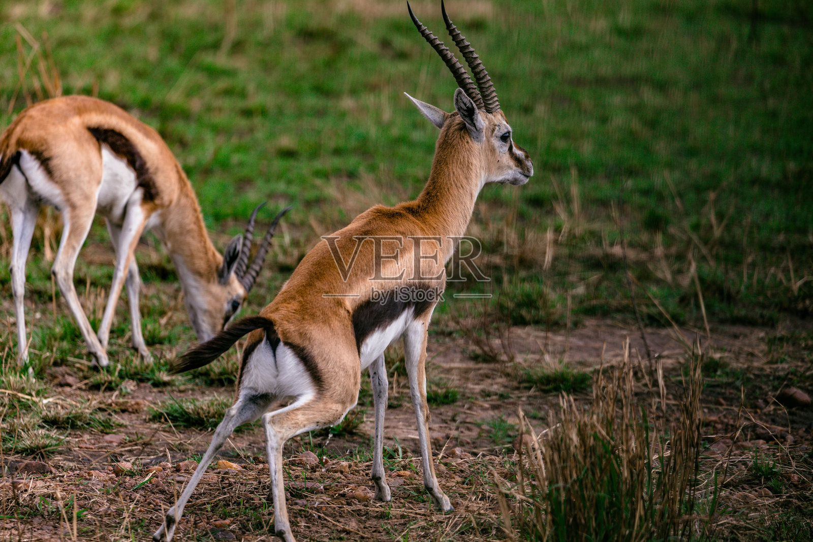 汤姆逊瞪羚 马赛马拉国家保护区 草原 大裂谷 荒野 自然 动物 野生动物 纳罗克县 肯尼亚 东非 风景照片摄影图片
