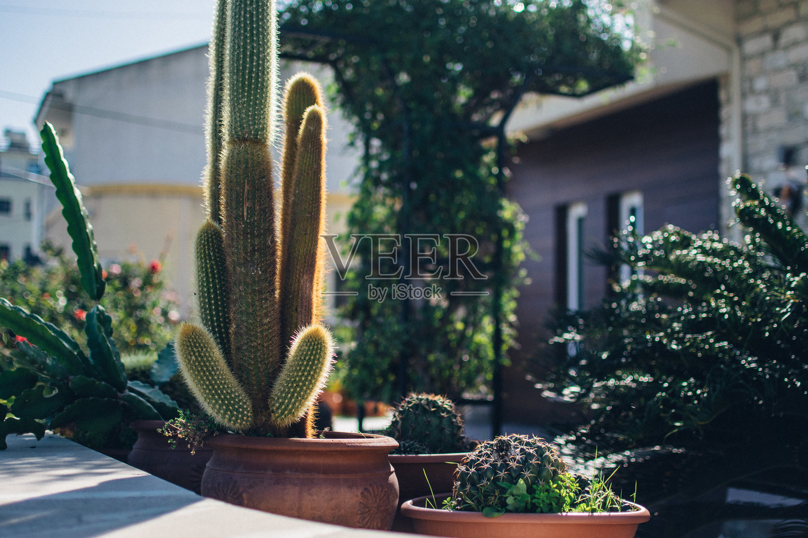巨大的仙人掌装饰着房子的院子照片摄影图片