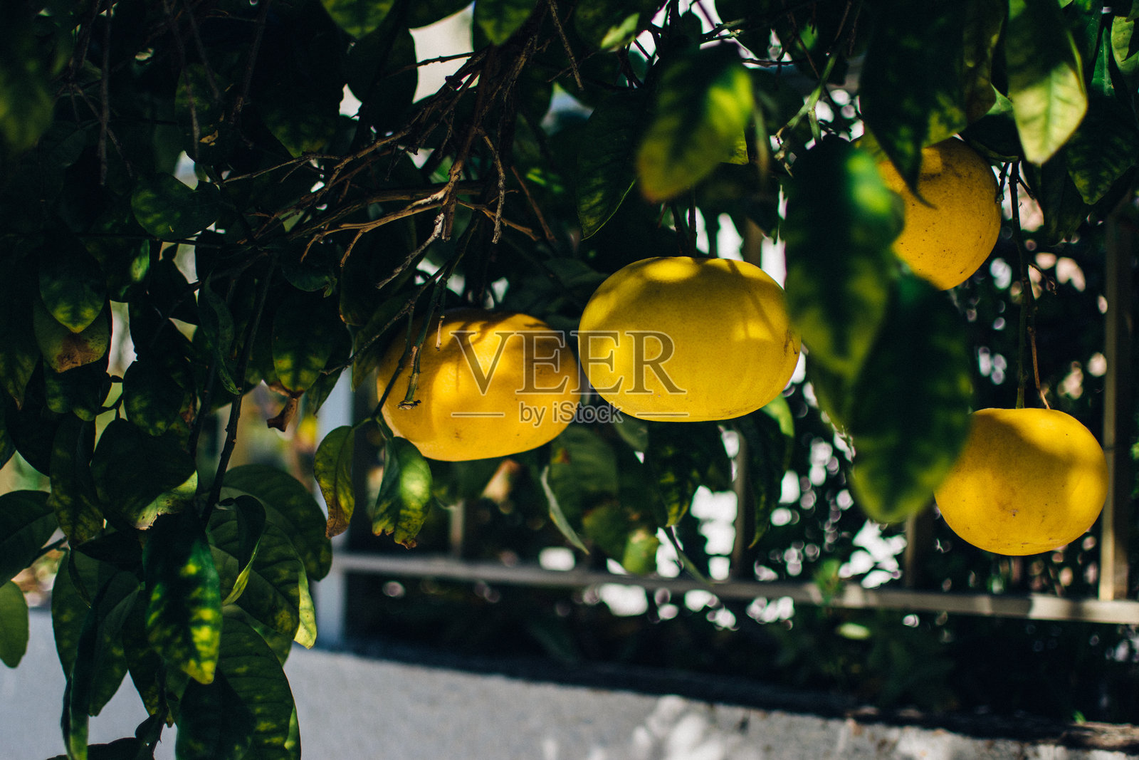 塞浦路斯拉纳卡街道上的橙树照片摄影图片