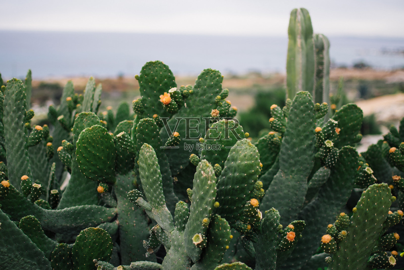 塞浦路斯阿依纳帕海岸上的仙人掌照片摄影图片