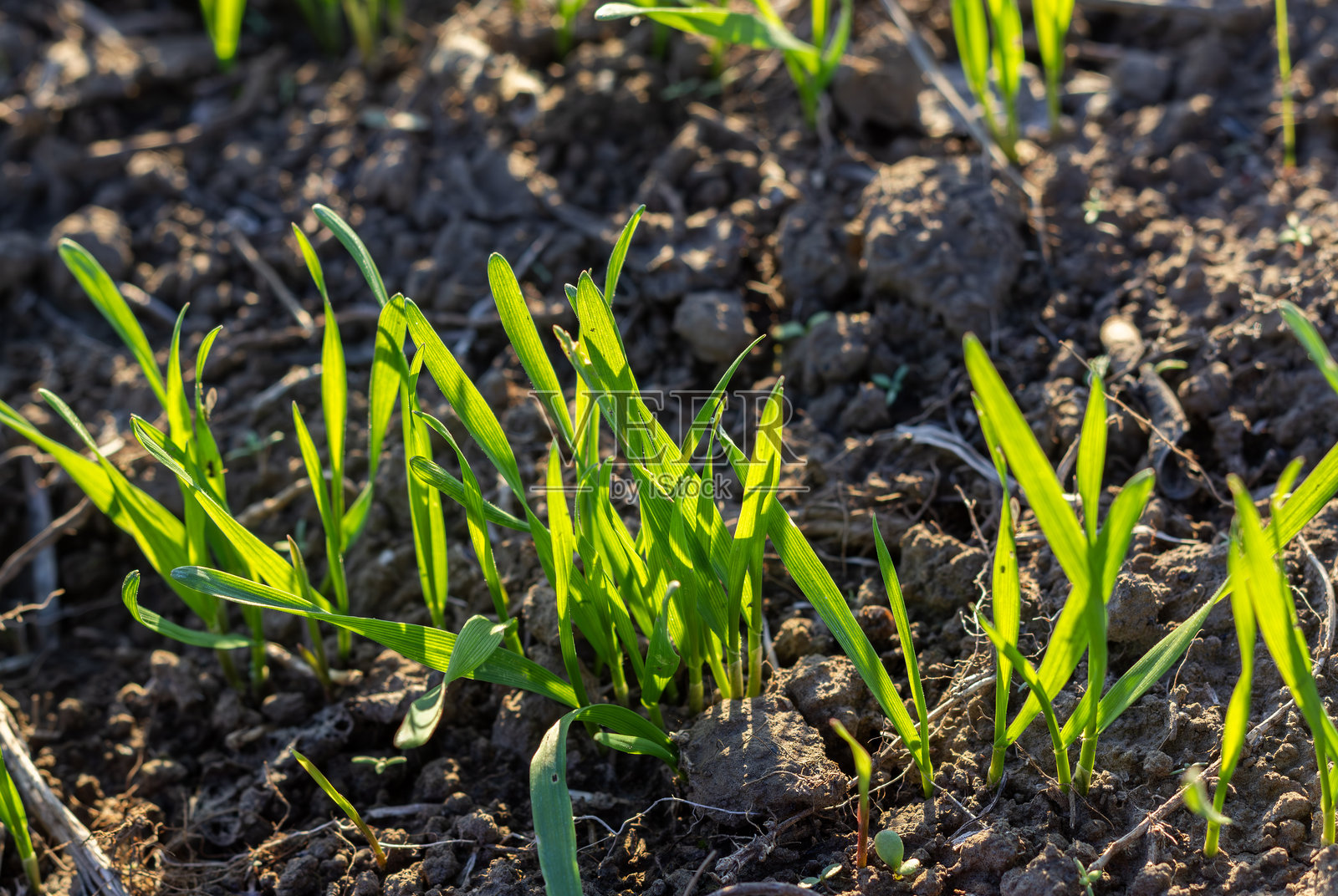 嫩小麦芽从肥沃的黑土中冒出，绿色的尖端向温暖的阳光伸展。阳光洒下柔和的光辉，象征着成长和新的开始。照片摄影图片