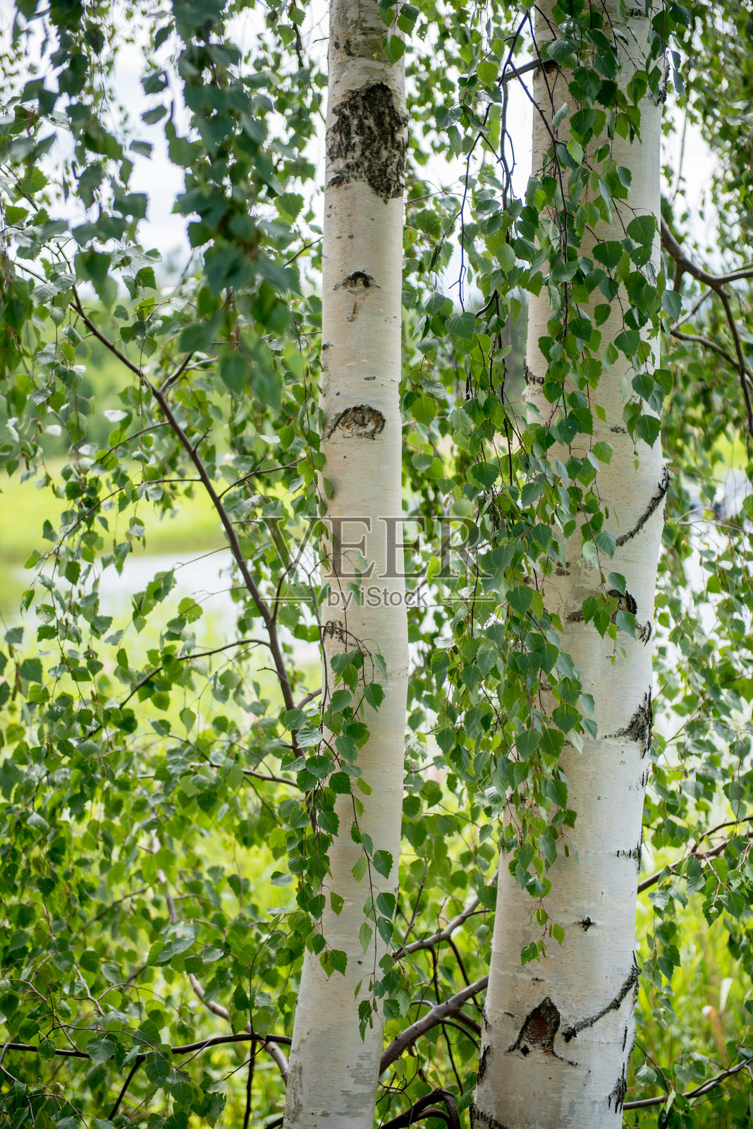 春天里长满绿叶的年轻白桦树。照片摄影图片