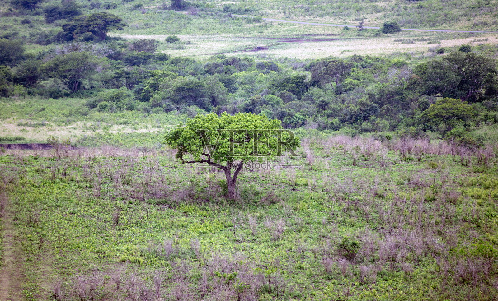 非洲草原上的金合欢树。南非的Vachellia tortilis照片摄影图片
