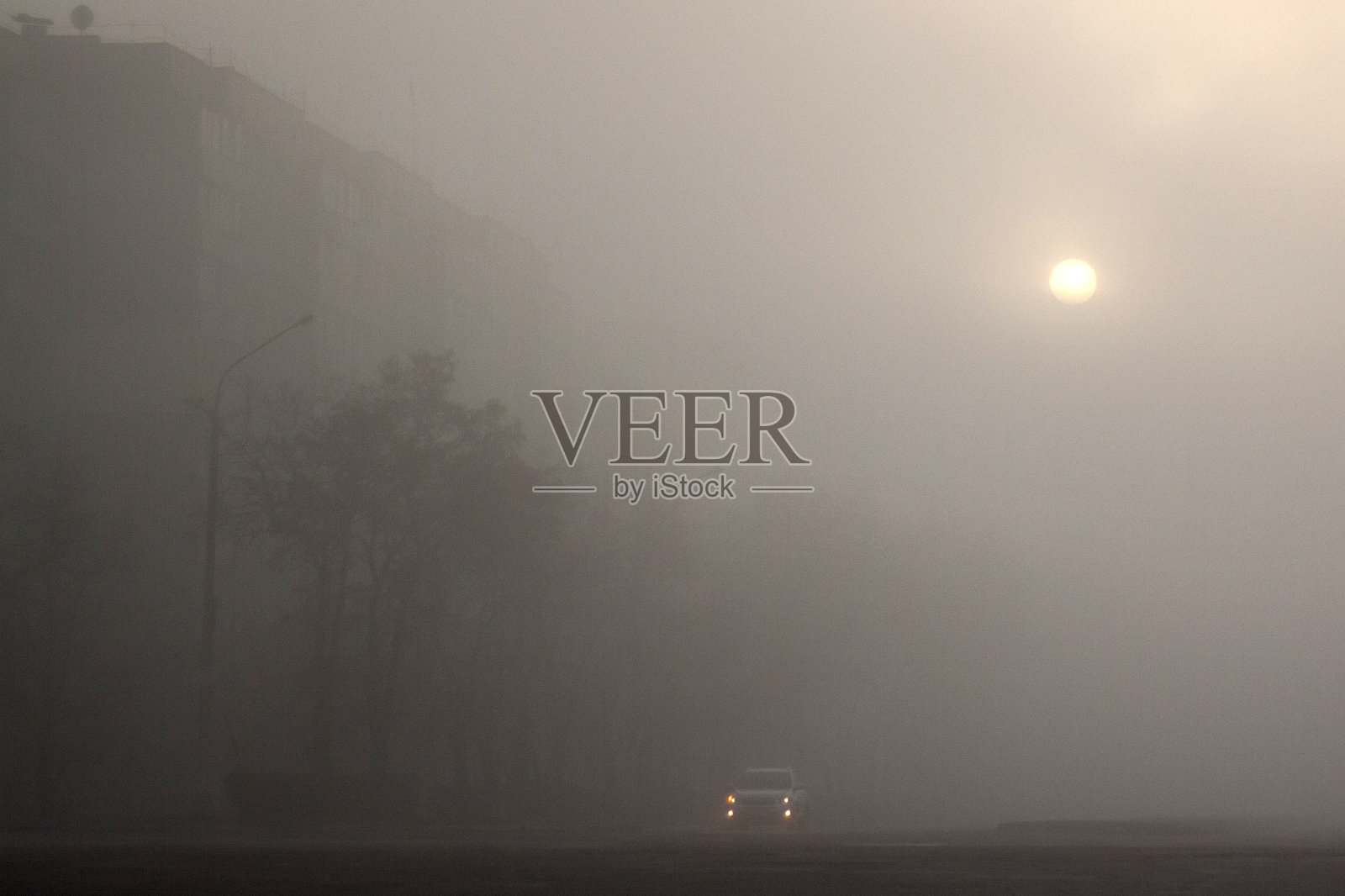 一片森林，树木和背景中的一条道路照片摄影图片