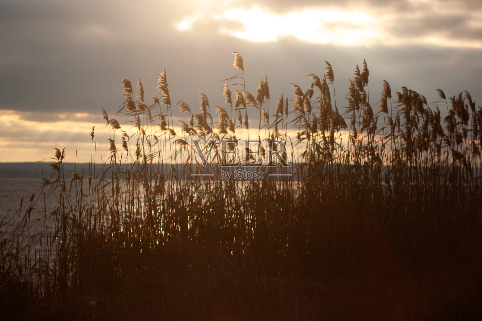 阳光透过草地洒下的草地照片摄影图片
