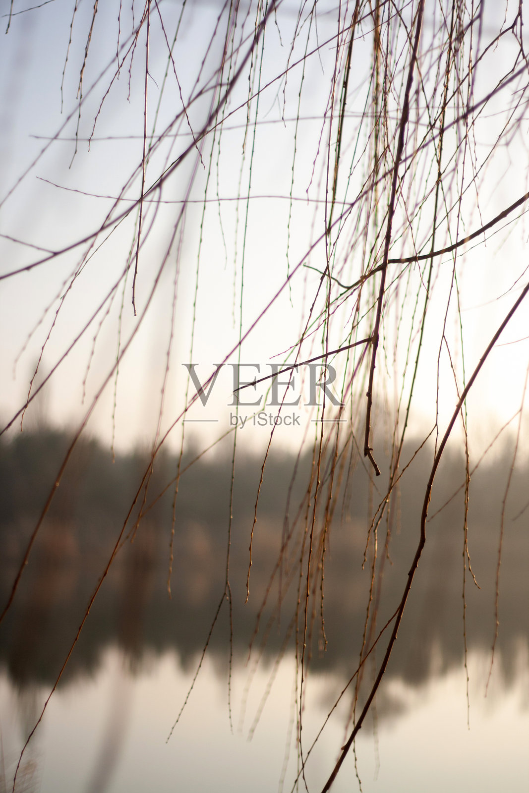 雾气弥漫的湖泊，背景中有芦苇。照片摄影图片