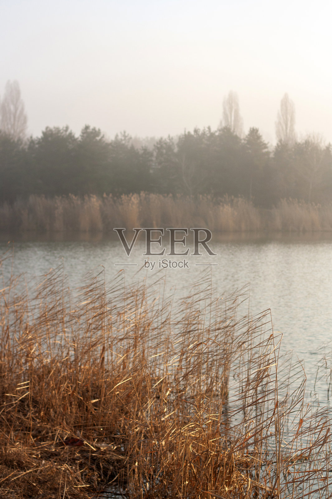 雾气弥漫的湖泊，背景中有芦苇。照片摄影图片