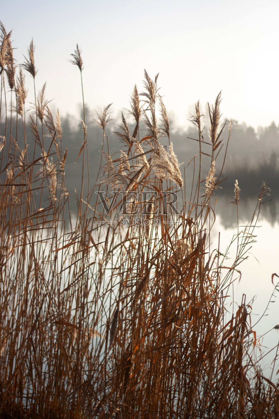 雾气弥漫的湖泊，背景中有芦苇。照片摄影图片