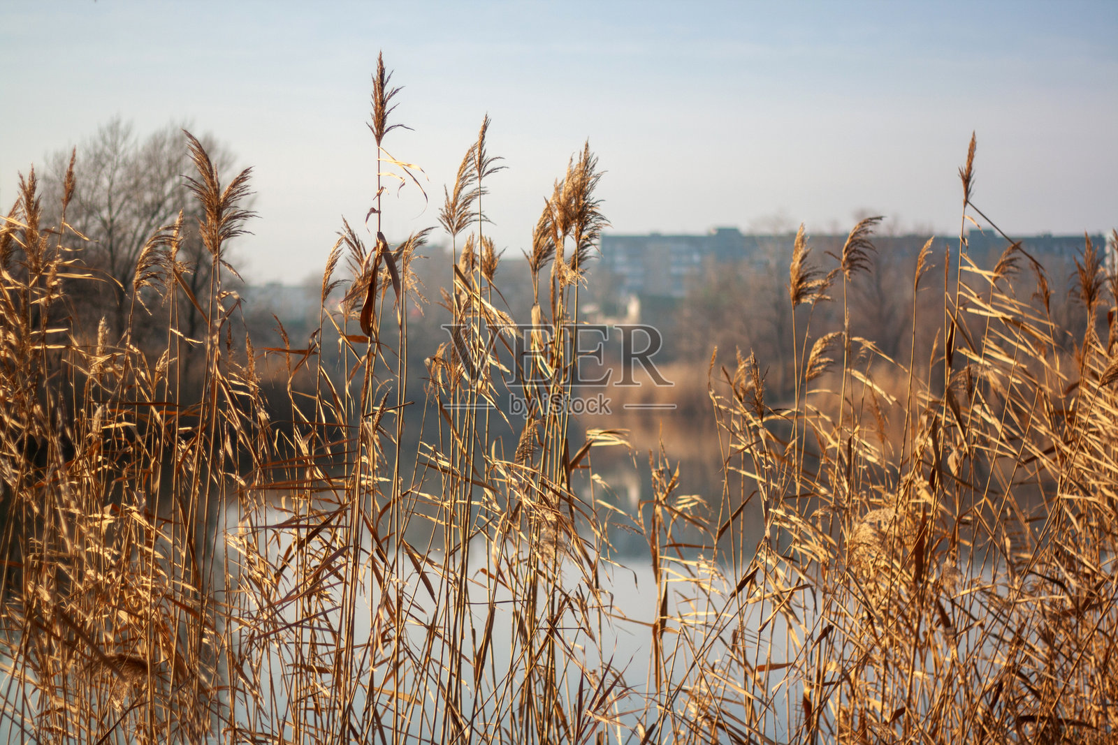 雾气弥漫的湖泊，背景中有芦苇。照片摄影图片
